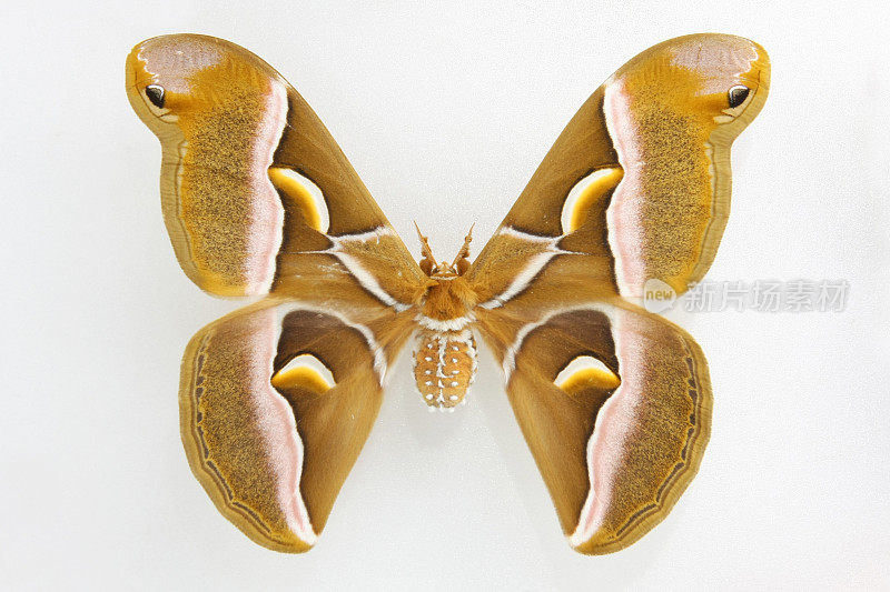 美丽的蝴蝶……Attacus atlas…蛾